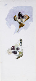 Hazelnuts