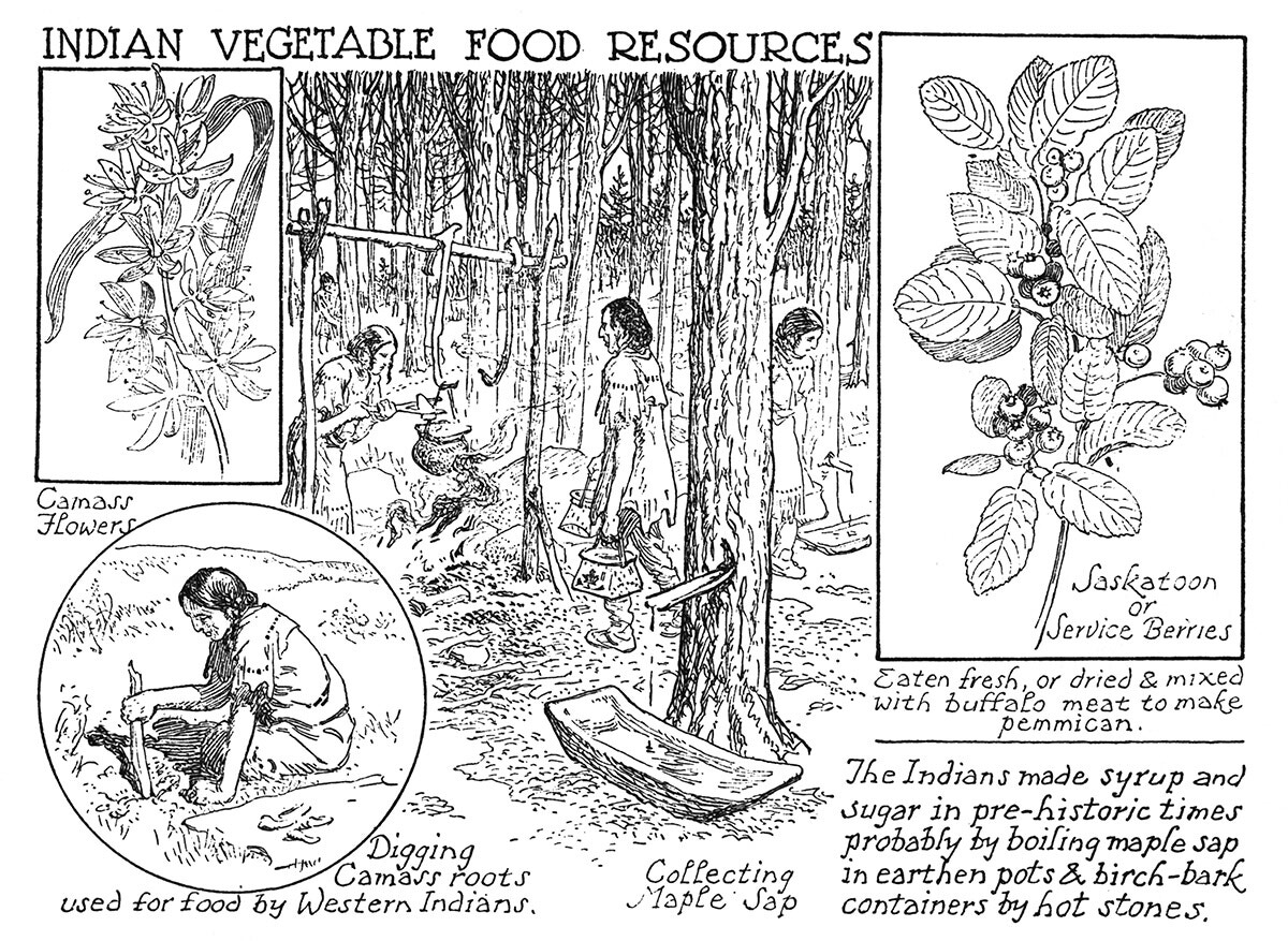 Indian Vegetable Food Resources