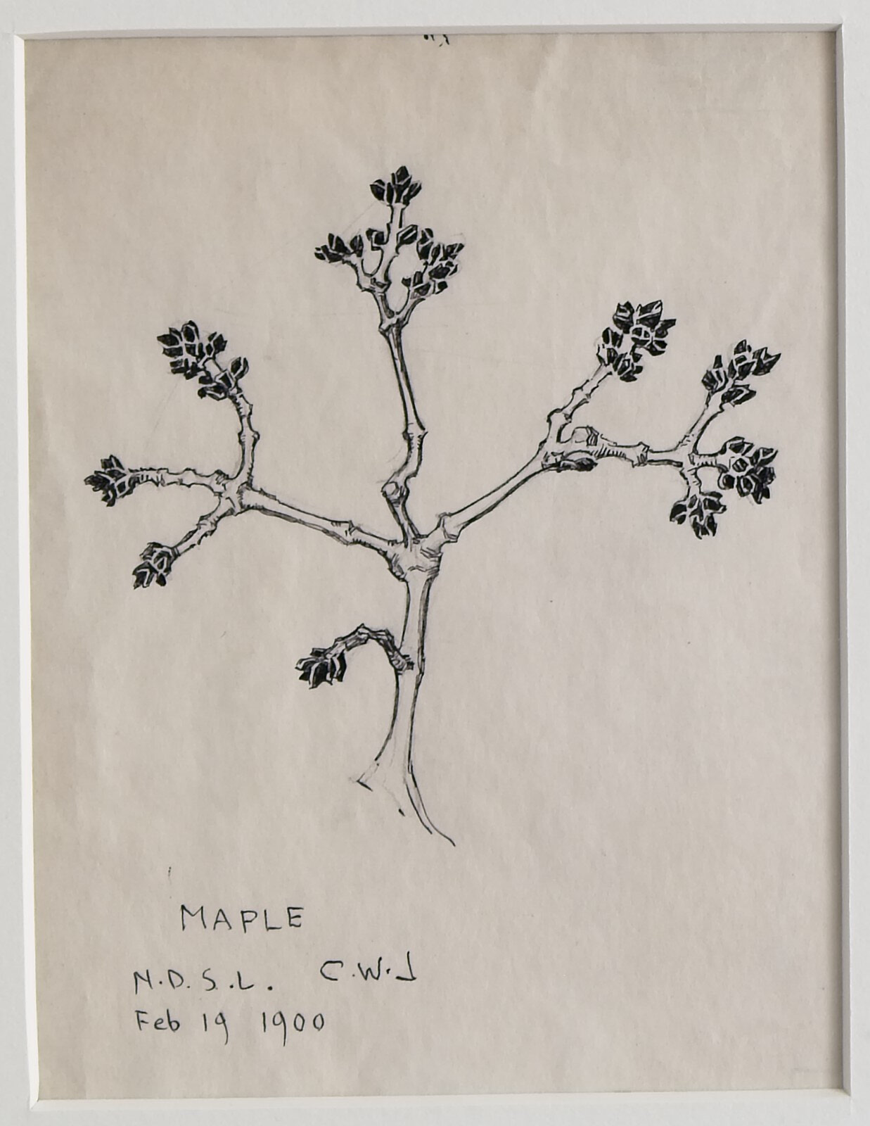 Maple