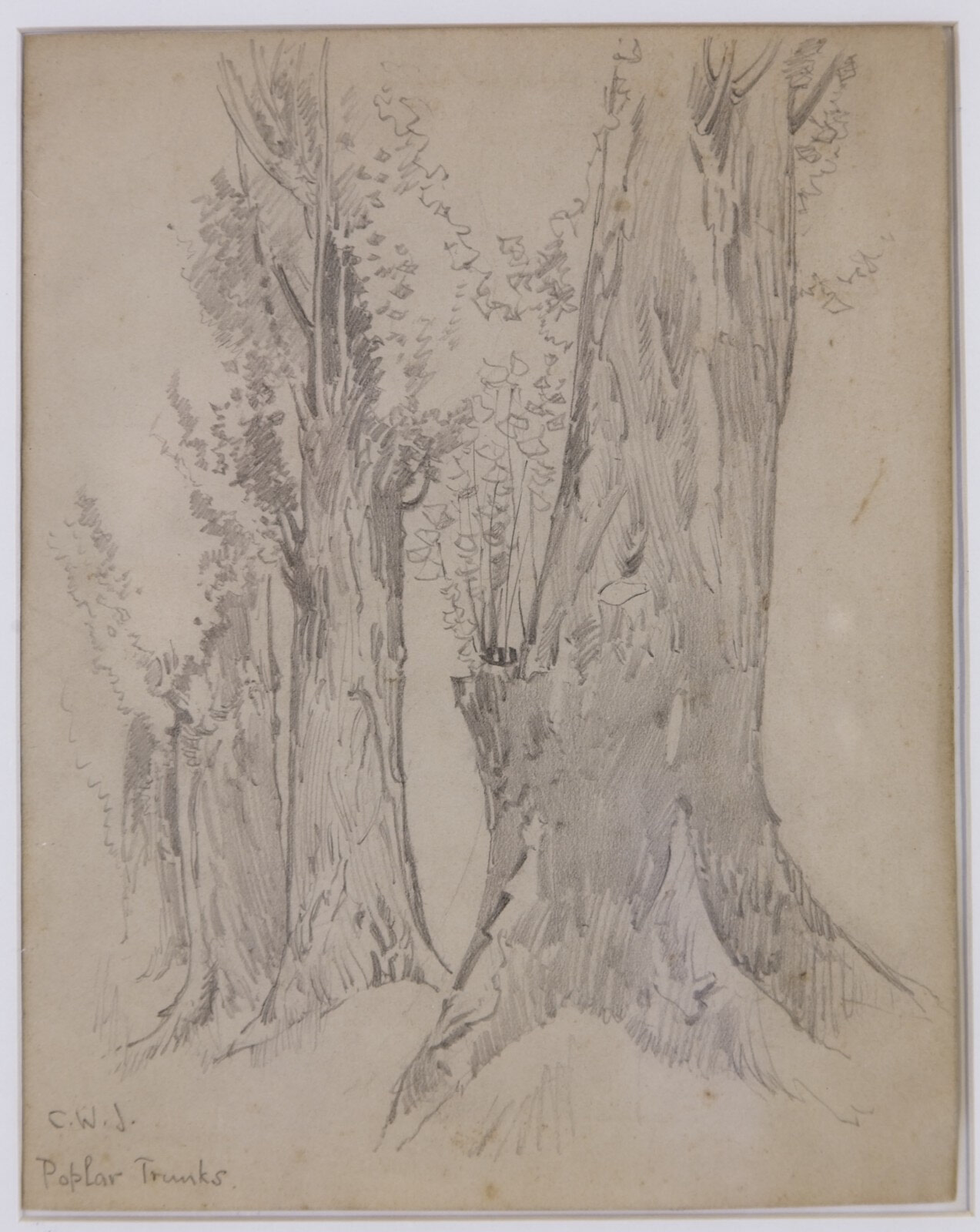 Poplar Trunks