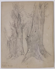 Poplar Trunks