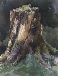 Tree Stump