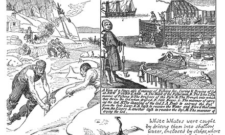 White Whales and Codfish