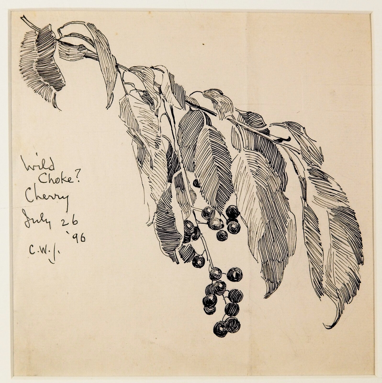 Wild Choke Cherry