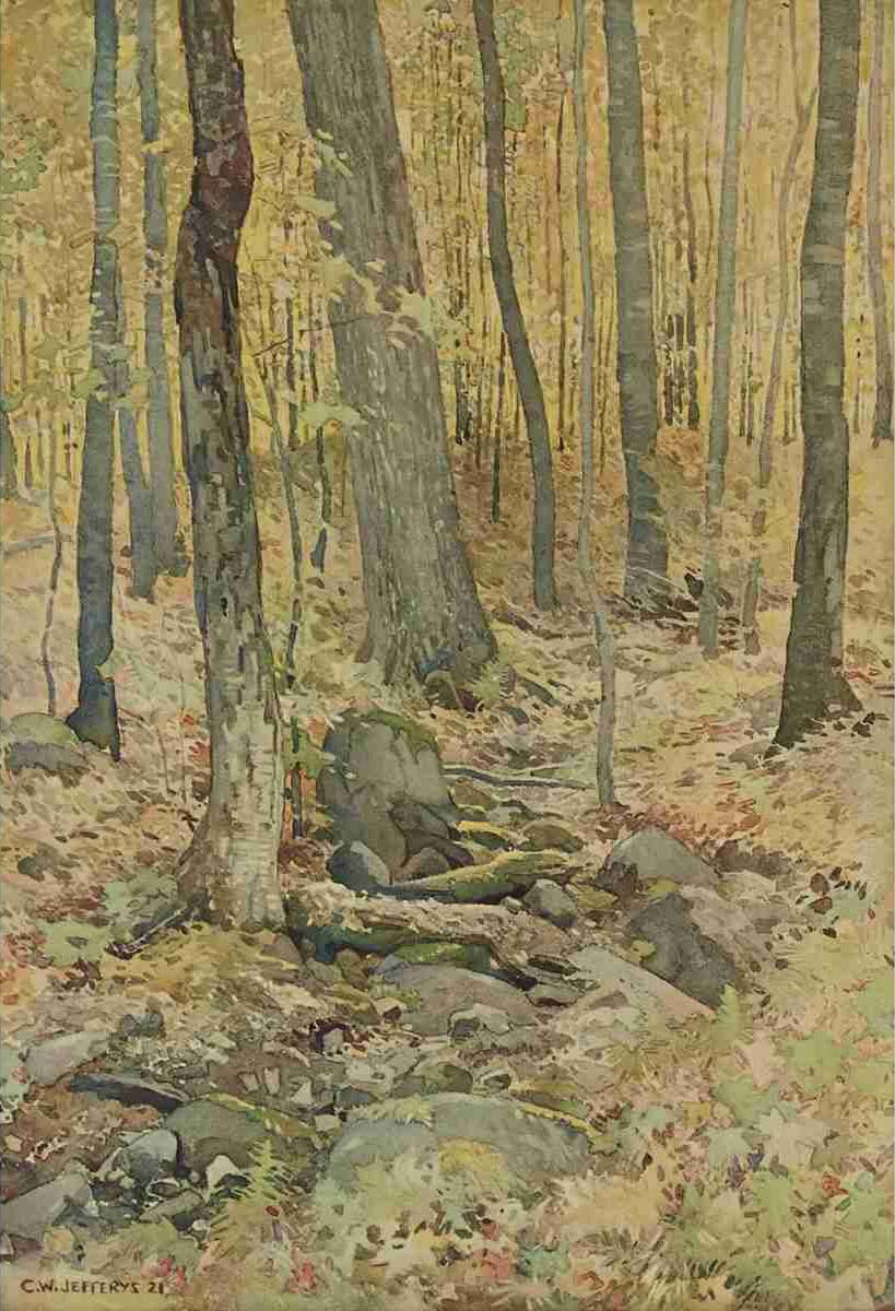 Woodand Interior
